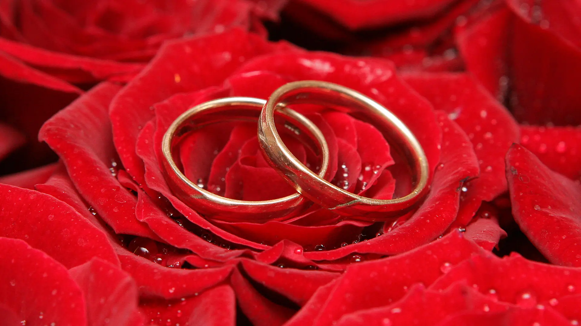 Das Symboldbild zeigt Trauringe auf einer Rosenblüte, aufgenommen auf einer Hochzeitsmesse in Frankfurt (Oder) am 28.01.2007. Foto: Patrick Pleul +++(c) dpa - Report+++