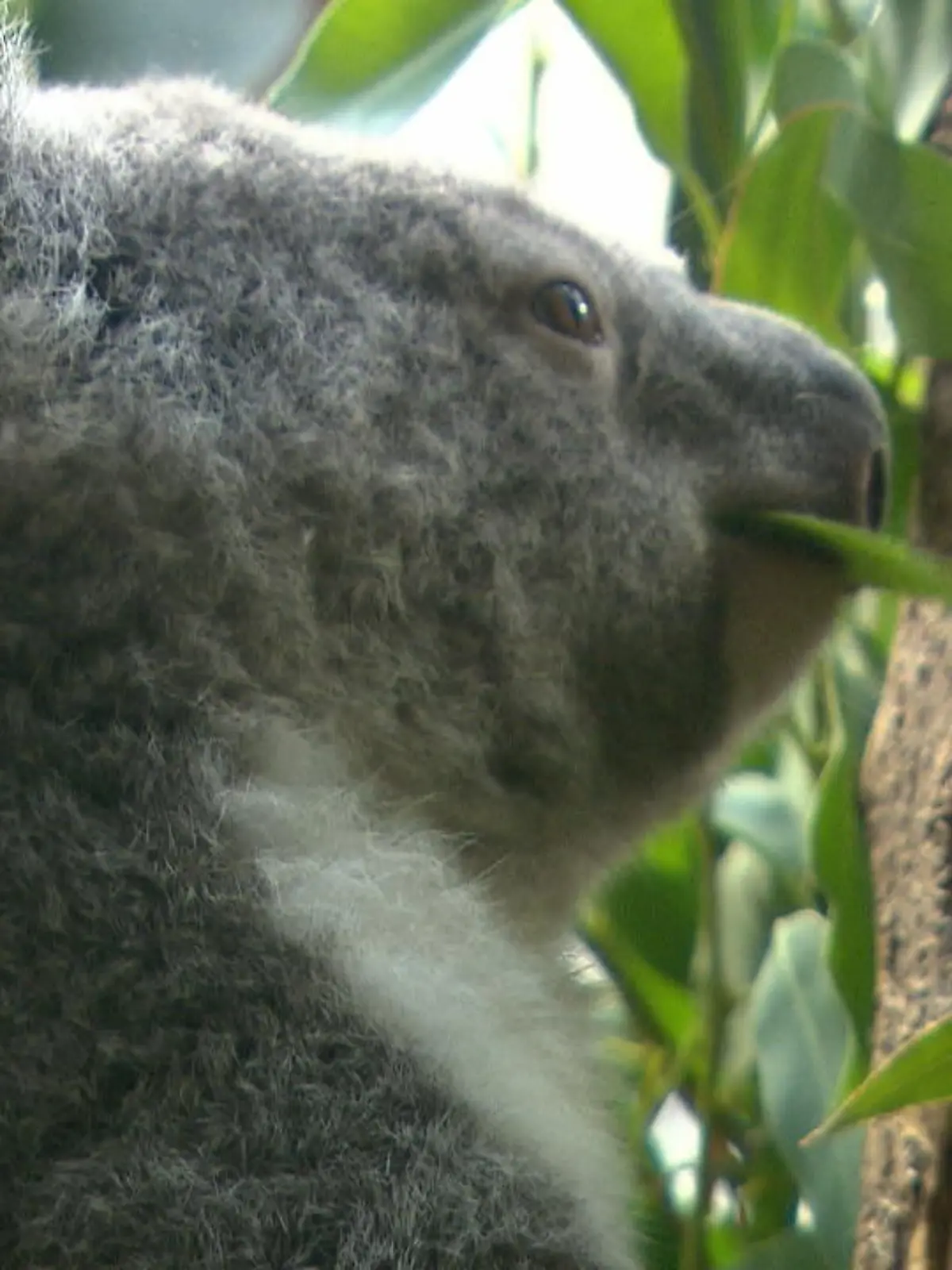 Bild zu: "Zoo stellt Koala-Kinder vor"