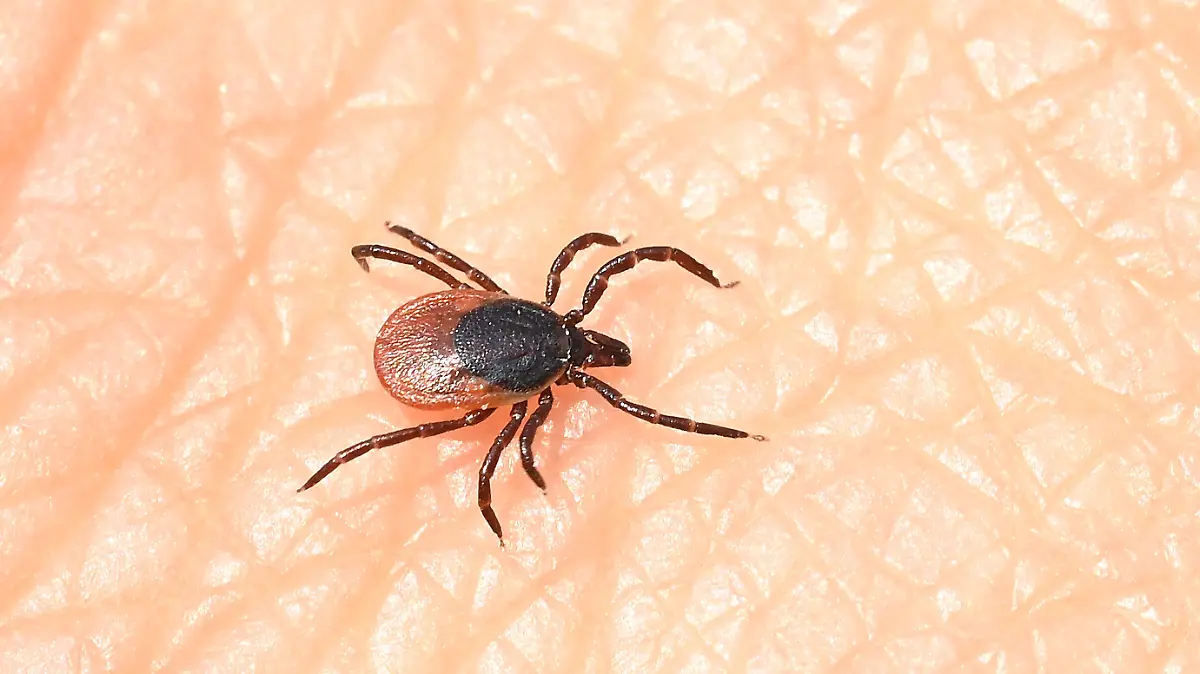ARCHIV - 11.06.2021, Baden-Württemberg, Stuttgart: Eine Zecke läuft über eine Hand. Forschende der Universität Zürich haben das neue Alongshan-Virus nun auch in Zecken aus der Schweiz nachgewiesen. (zu dpa «Neues Virus in Schweizer Zecken entdeckt - Gefahr für Menschen unklar») Foto: Bernd Weißbrod/dpa +++ dpa-Bildfunk +++