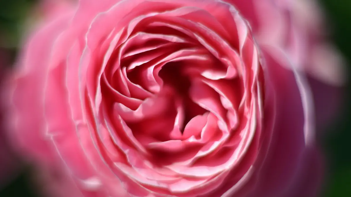 Eine Rose der Züchtung "Leonardo da Vinci" blüht am 23.06.2013 im Europa-Rosarium in Sangerhausen (Sachsen-Anhalt). Das Rosarium feiert an diesem Wochenende sein 110-jähriges Jubiläum. Mit 8500 verschiedenen Sorten aus 44 Rosenklassen gilt die Anlage als weltweit einmalig. Foto: Hendrik Schmidt/dpa +++(c) dpa - Bildfunk+++