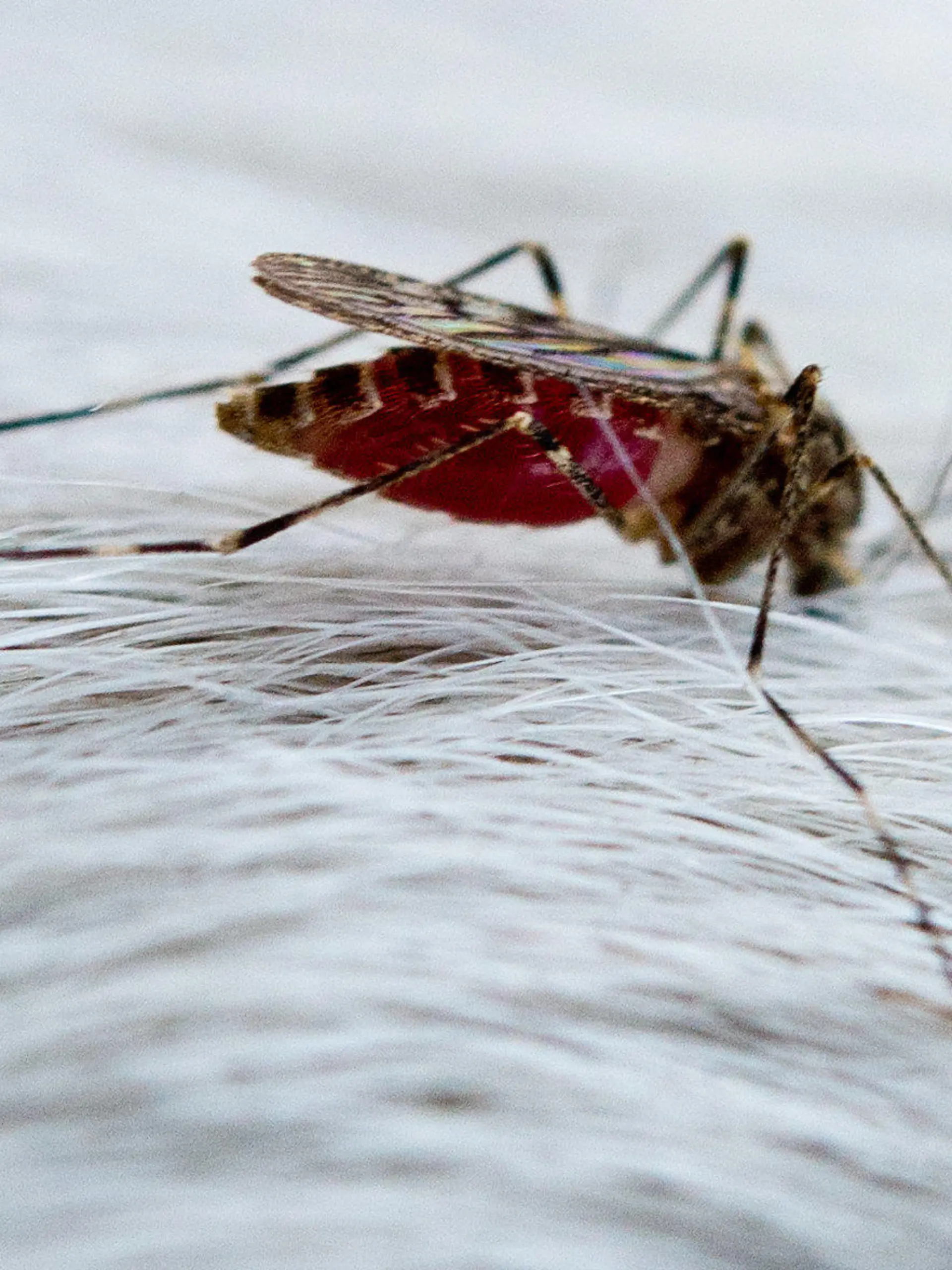 ARCHIV - Eine bereits mit Blut vollgesaugte Mücke ist am 10.03.2014 ist auf dem Fell eines Pferdes in Sieversdorf (Brandenburg) zu sehen. Foto: Patrick Pleul/dpa (zu dpa «Insektenforscher: Ideales Wetter für Mücken» vom 11.06.2014) +++(c) dpa - Bildfunk+++