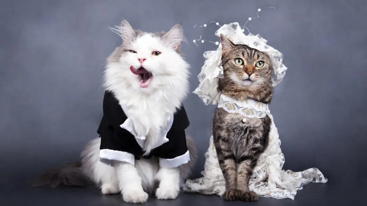 wedding portrait a cat