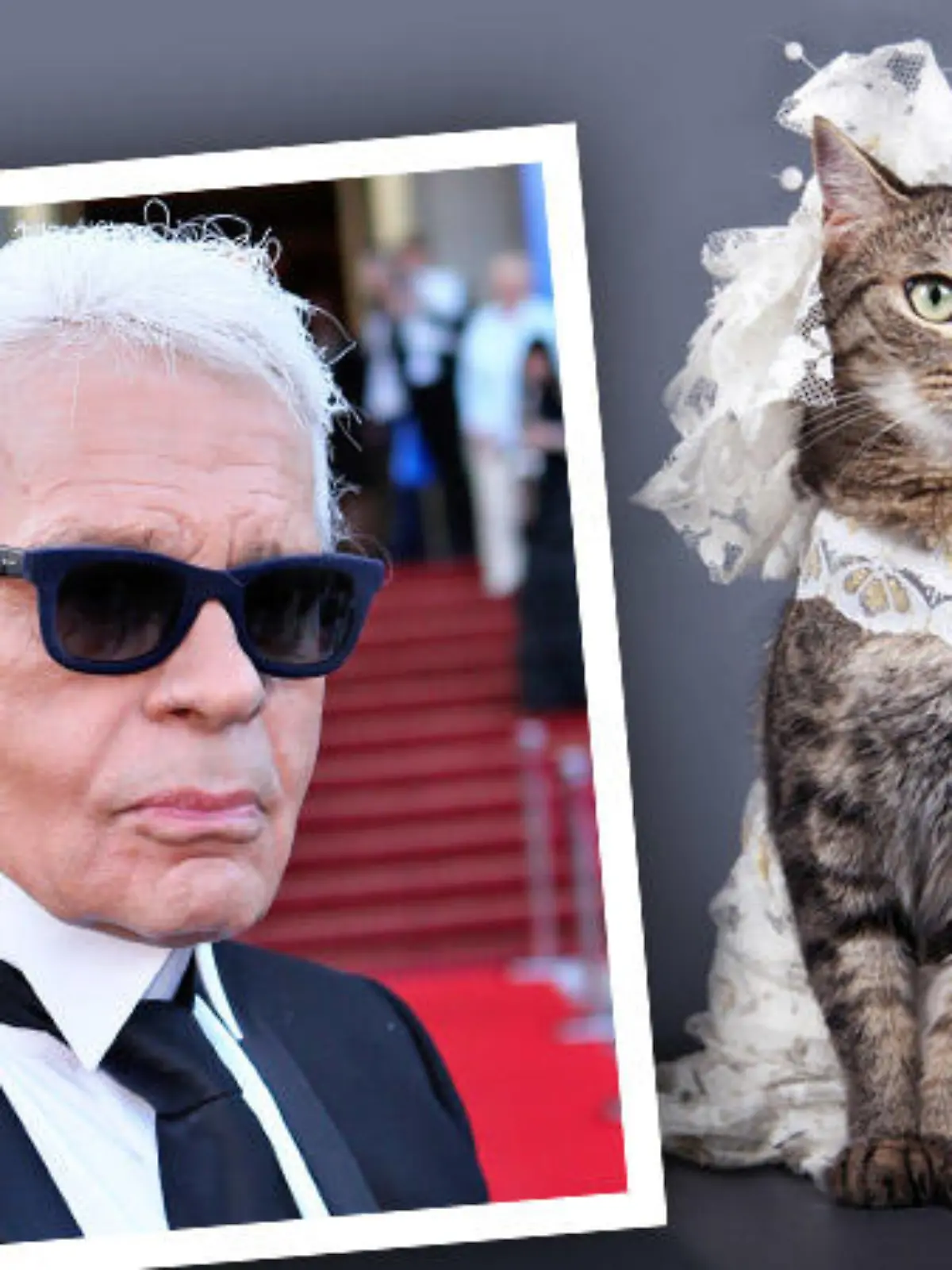 lagerfeld katze heiraten 16zu9 800x450