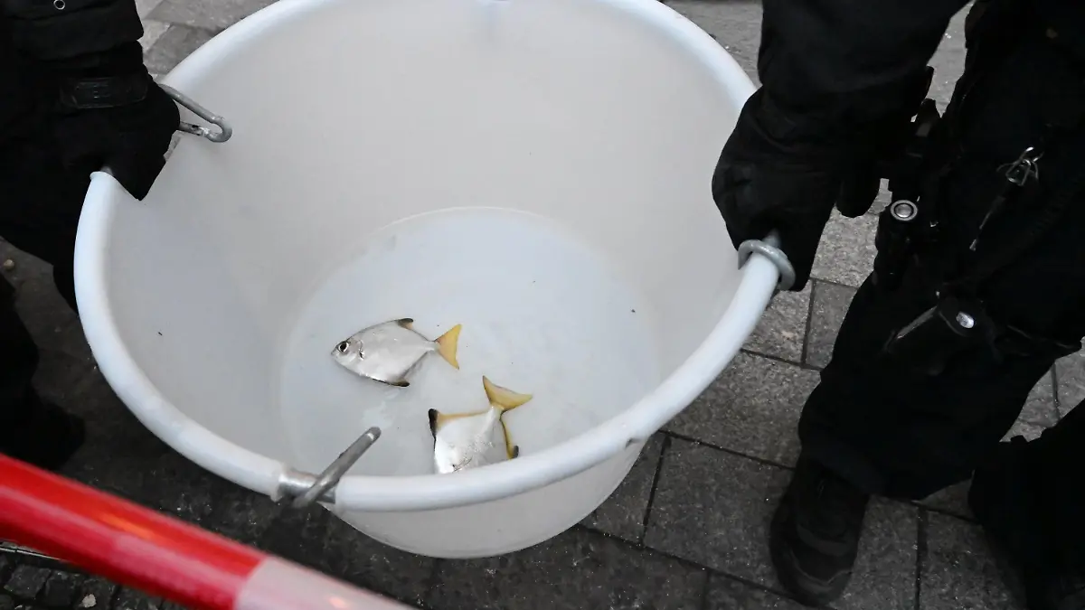 16.12.2022, Berlin: Zwei Fische schwimmen in einem mit Wasser gefüllten Becken und werden aus dem Sea Life getragen. Am Morgen war das Aquarium in der Hotel-Lobby auseinander gebrochen. Nach dem Platzen des Großaquariums hat die Berliner Feuerwehr nach eigenen Angaben mit der Rettung von Fischen begonnen, die sich in Gefäßen im Keller des betroffenen Gebäudes befinden. Foto: Soeren Stache/dpa +++ dpa-Bildfunk +++