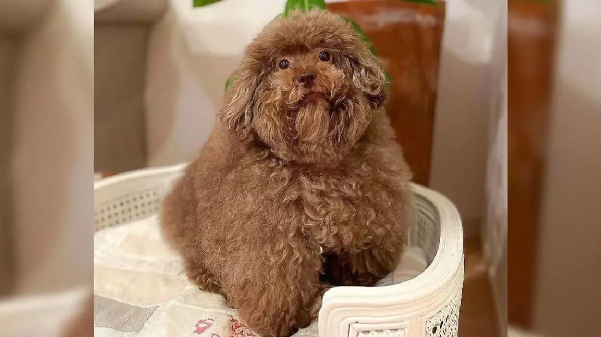 Zwergpudel Mohu sitzt in Körbchen