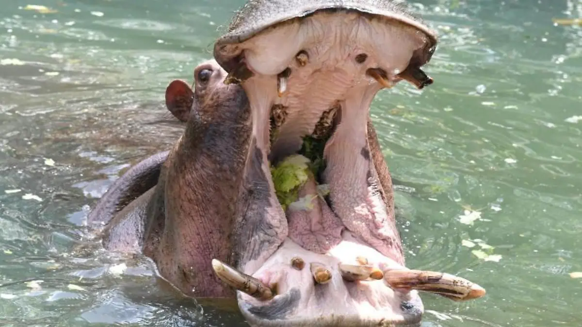 Flusspferd Kathy im Zoo Karlsruhe