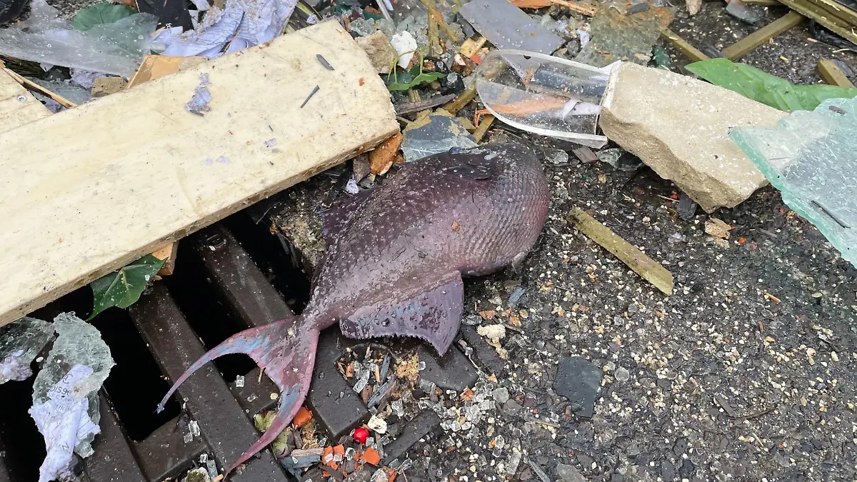 Einer der toten Fische auf dem kalten Asphalt.