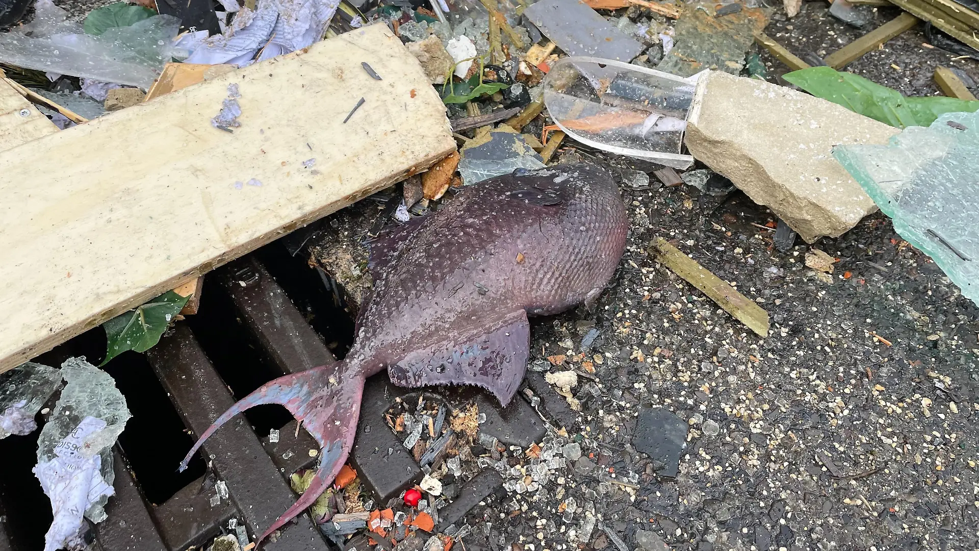 Einer der toten Fische auf dem kalten Asphalt.