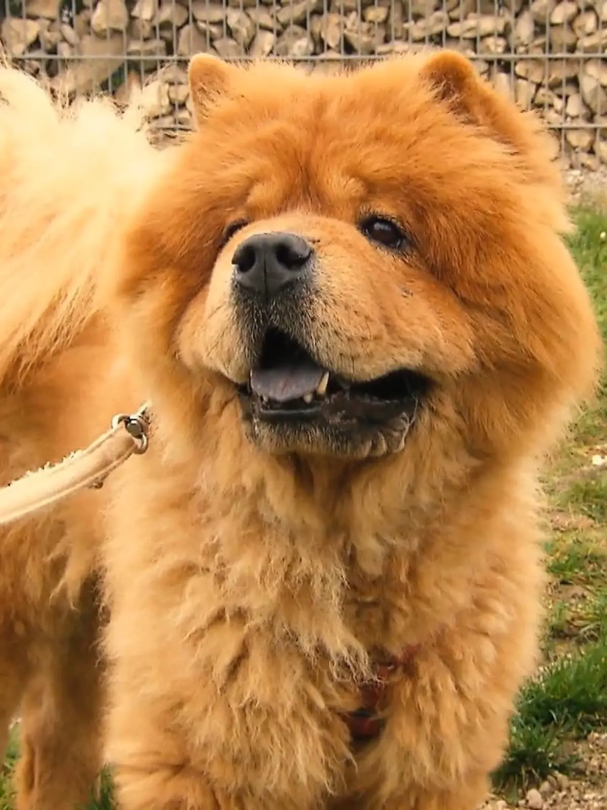 Tierisches Glück gesucht. Jeden Freitag suchen möchten wir Mensch und Tier zusammenbringen. Auch heute haben wir wieder ein Tier, das vermittelt werden soll: Chow-Chow Krone.