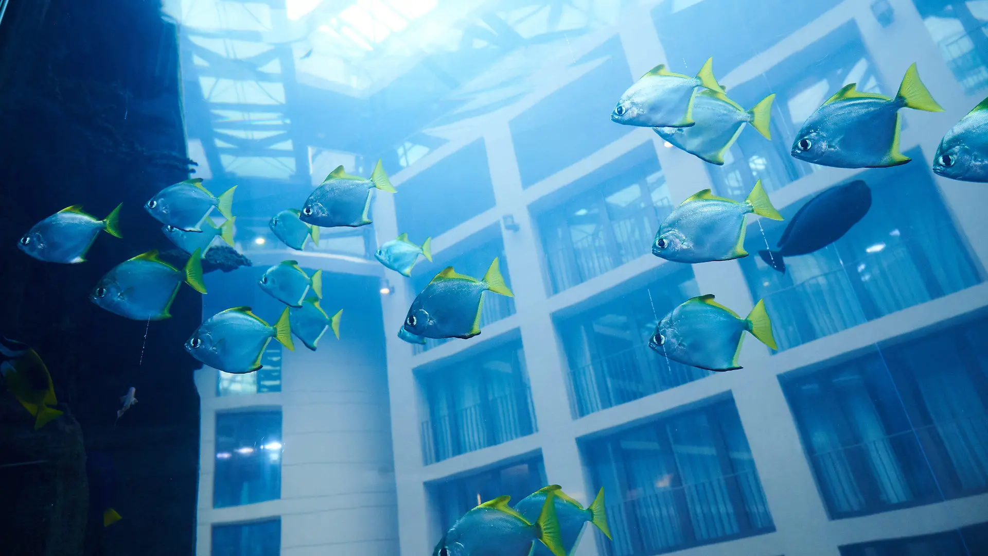ARCHIV - 01.06.2022, Berlin: Ein Schwarm von Silberflossenblättern schwimmt im AquaDom des Sea Life. Das riesige Aquarium in einem Hotel ist in der Nacht zum 16.12.2022 leck geschlagen. Wasser strömte dabei bis auf die Straße. Foto: Annette Riedl/dpa +++ dpa-Bildfunk +++