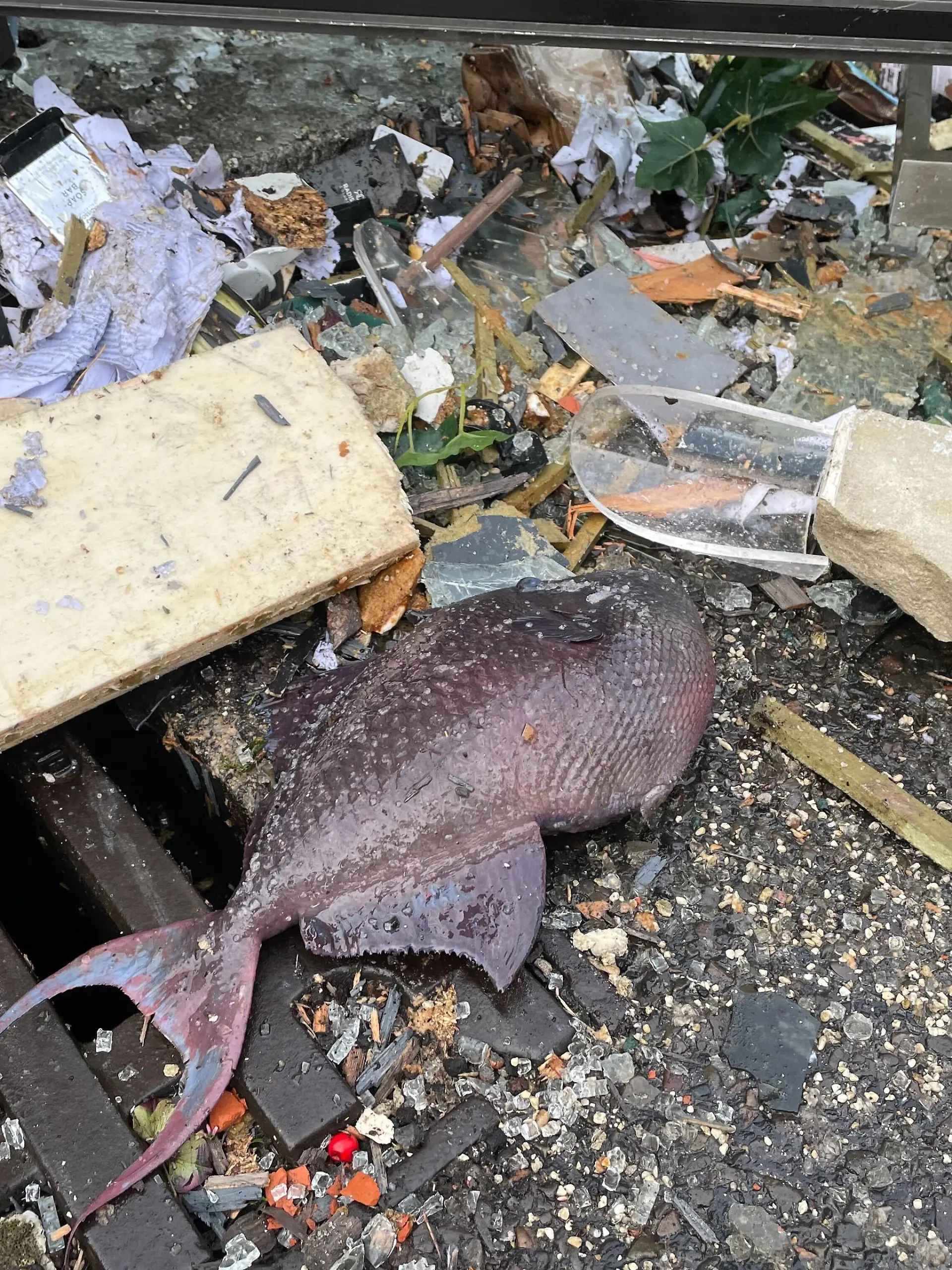 Fisch