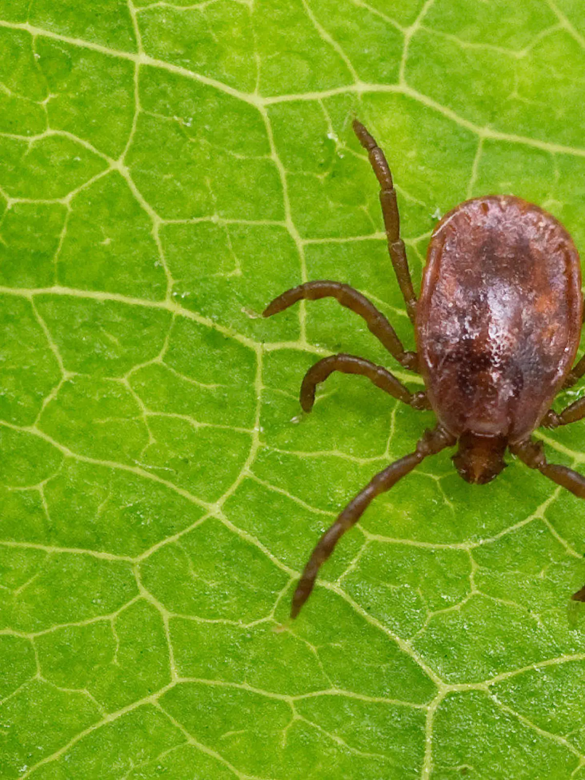 ARCHIV - Eine weibliche Reliktzecke (Haemaphysalis concinna) krabbelt am 01.07.2010 über ein Blatt im regionalen Institut für durch Zecken übertragbare Krankheiten e.V. im brandenburgischen Brieskow-Finkenheerd (Oder-Spree). Die von Zecken übertragene Lyme-Borreliose ist bereits bei Kindern und Jugendlichen in Deutschland weit verbreitet. Das zeigt eine vom Robert-Koch-Institut verbreitete bundesweite Studie. Insgesamt sind in Deutschland je nach Region drei bis 25 Prozent der Bevölkerung bereits von einer infizierten Zecke gebissen worden. Foto: Patrick Pleul dpa /Zu dpa «Borreliose schon bei Kindern bundesweit verbreitet» vom 10.04.2012)  +++(c) dpa - Bildfunk+++