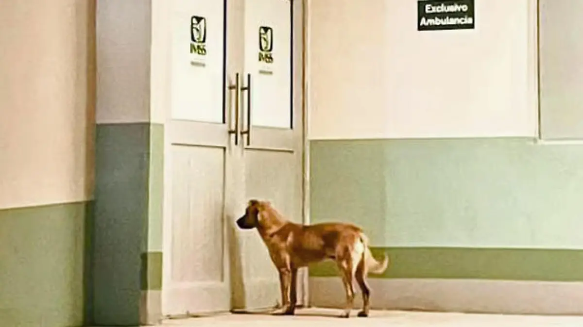 Hund