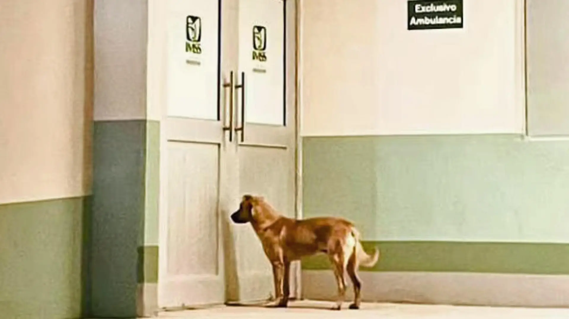 Hund