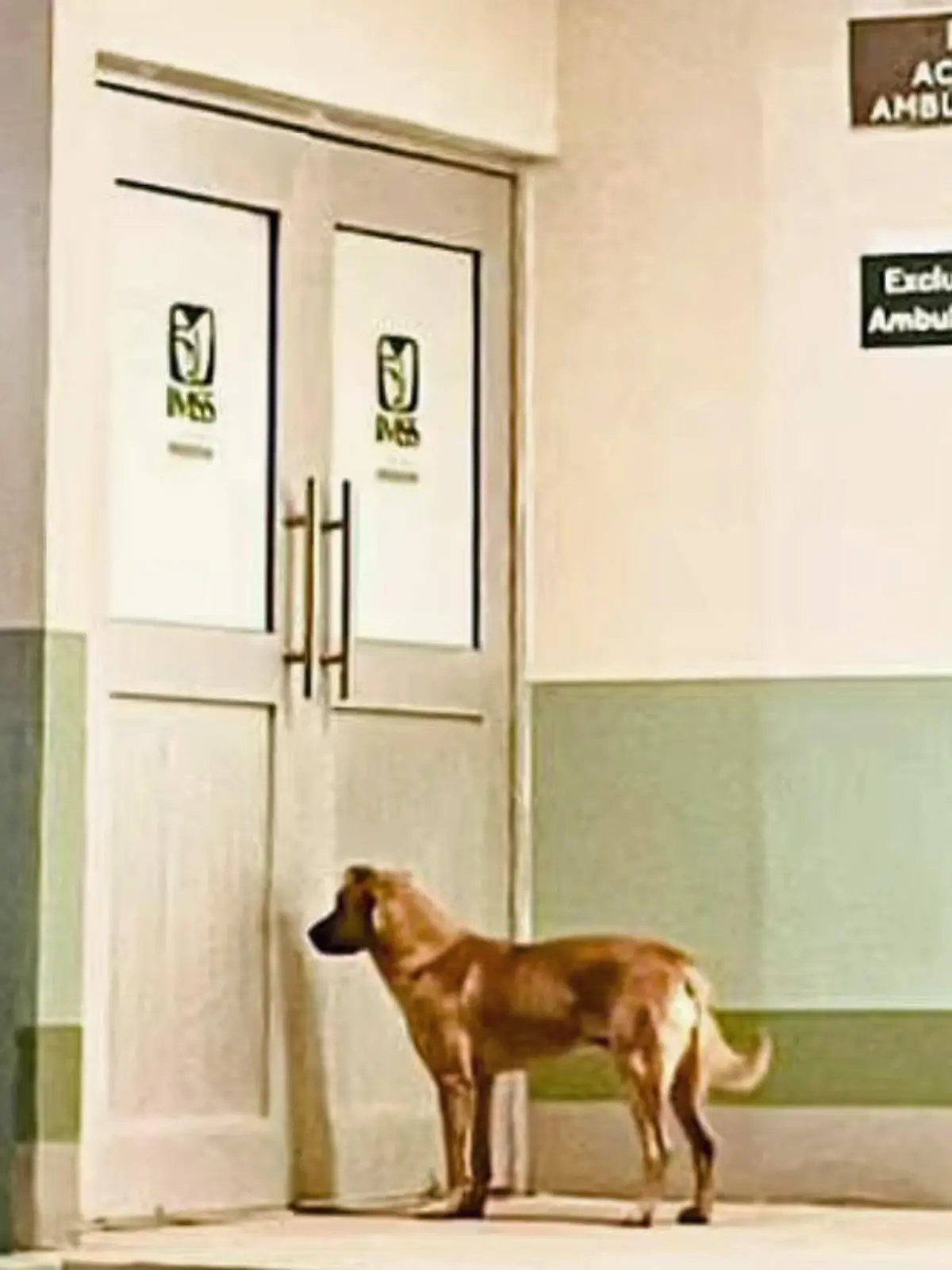 Hund