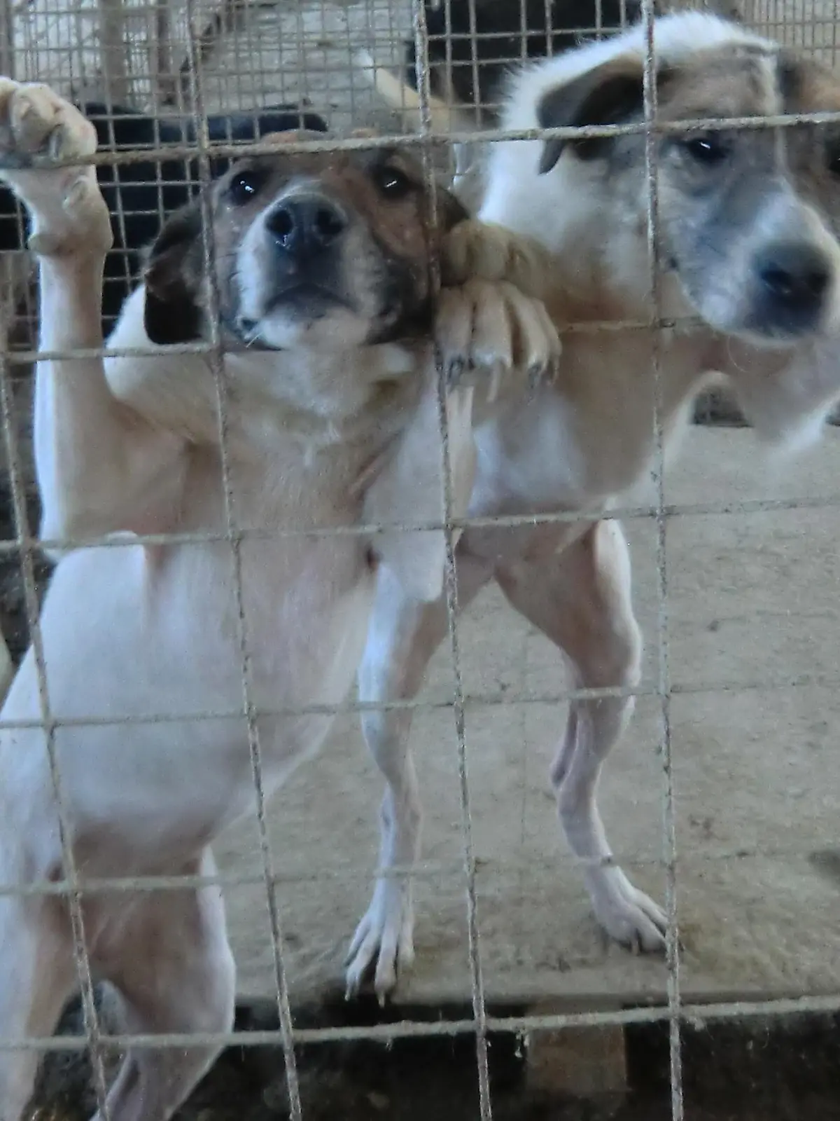 Vorschau1 - Miniserie - Haltungszustnde im Tierheim