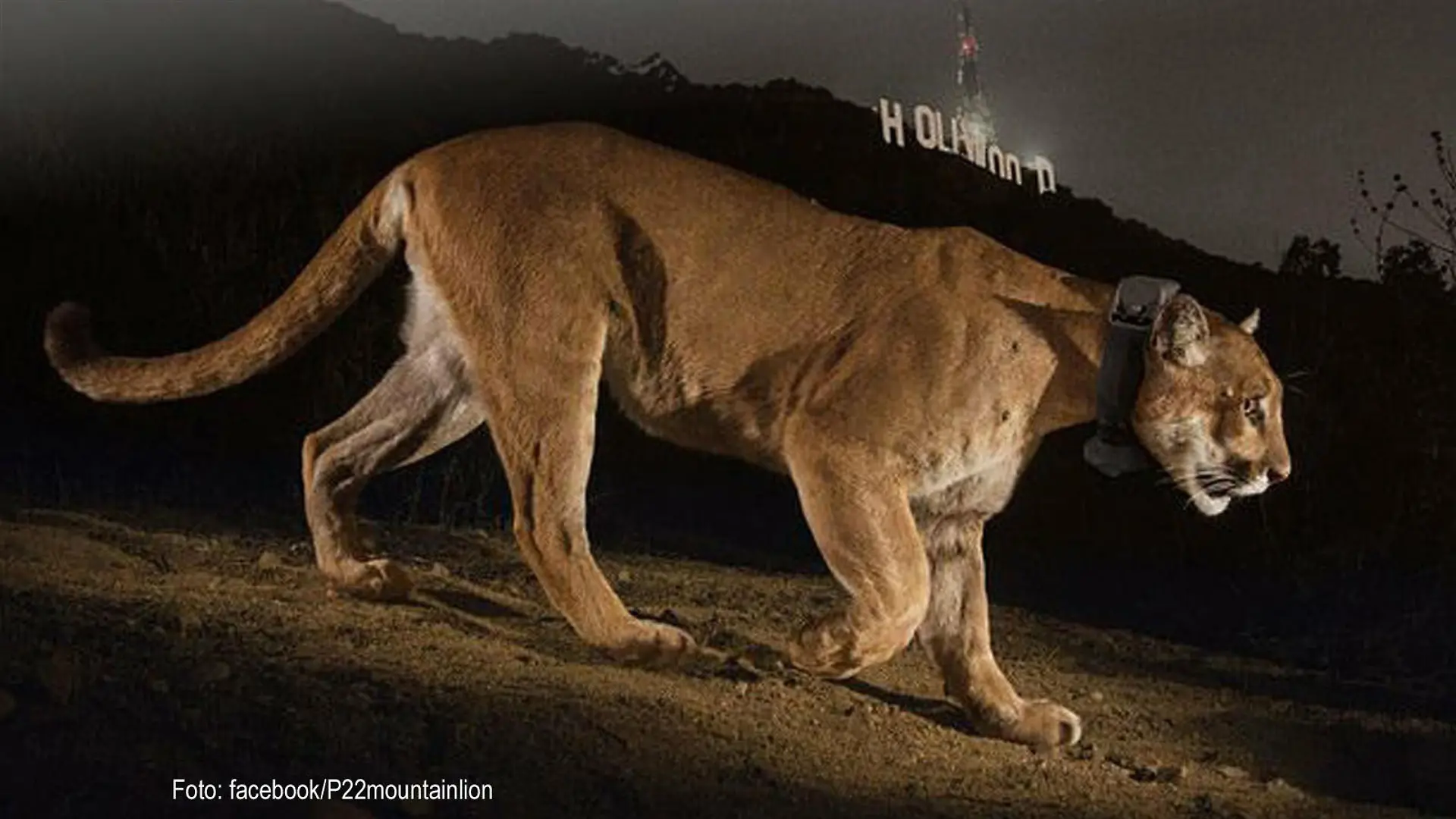Puma