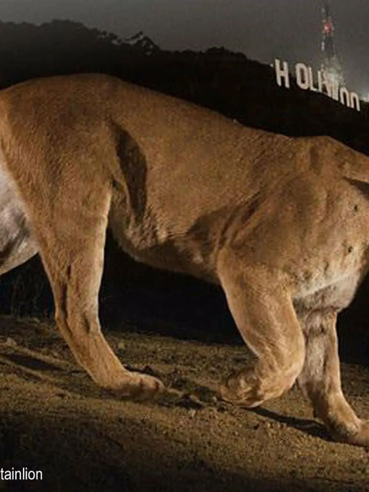 Puma