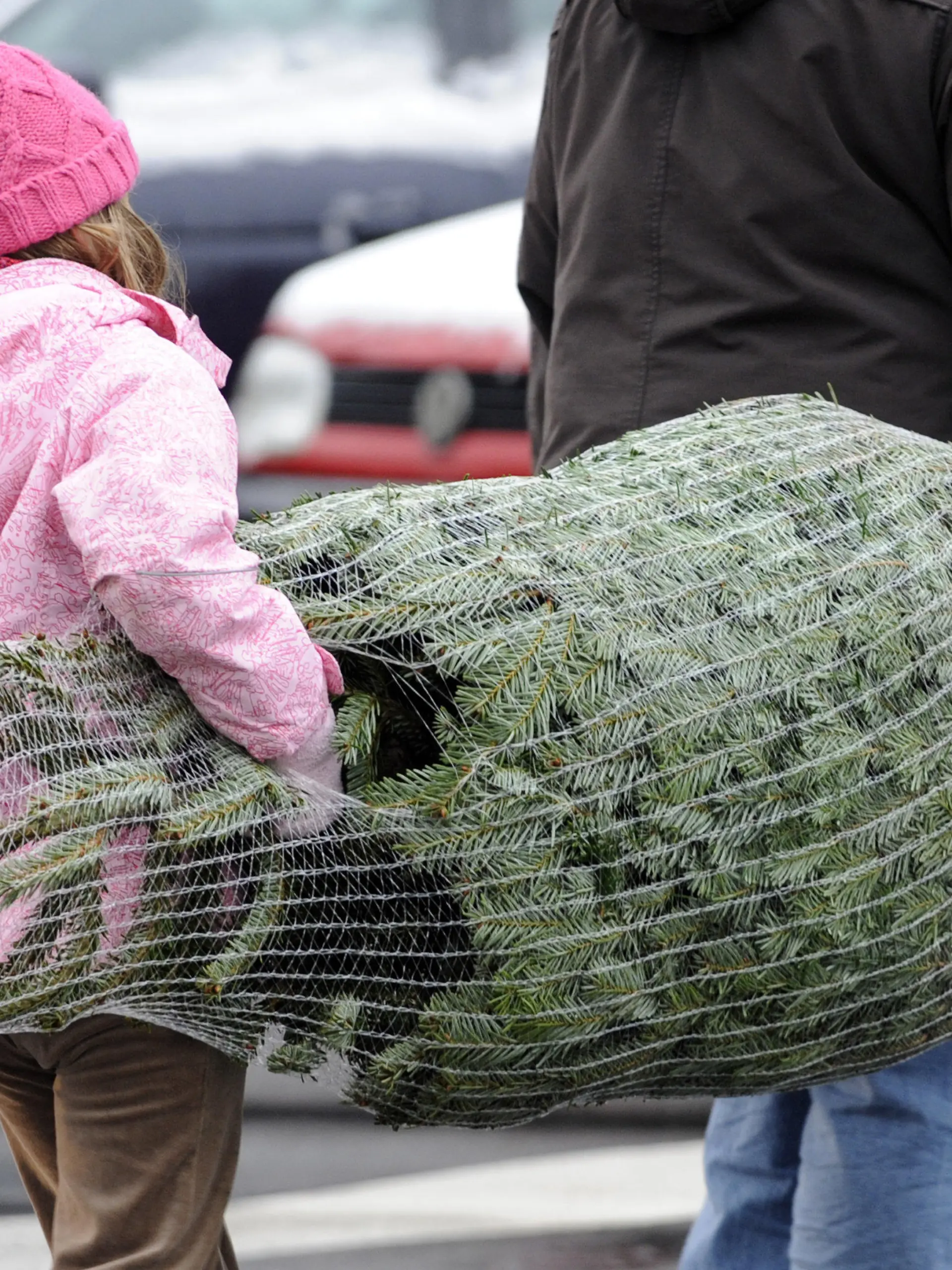 Mit vereinten Kräften tragen eine Mutter und ihr Kind am Dienstag (22.12.2009) einen Weihnachtsbaum in Berlin über eine Straße. Für viele Bundesbürger gehört der geschmückte Weihnachtsbaum nach wie vor in das Wohnzimmer oder den Vorgarten. Foto: Rainer Jensen dpa/lbn  +++(c) dpa - Bildfunk+++