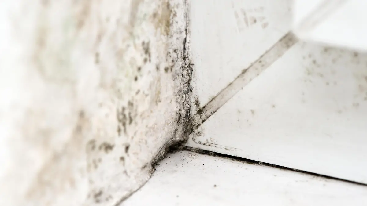 Schimmelsporen an einer Wand neben einem Fenster, aufgenommen am 11.12.2015 in einer Wohnung in Berlin. Foto: Andrea Warnecke | Verwendung weltweit