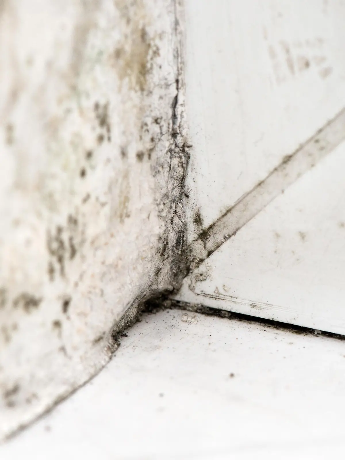 Schimmelsporen an einer Wand neben einem Fenster, aufgenommen am 11.12.2015 in einer Wohnung in Berlin. Foto: Andrea Warnecke | Verwendung weltweit