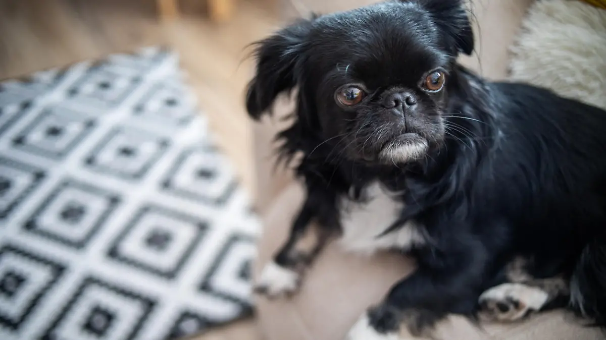 A black Pekingese is lying on a bed in the living room in the morning