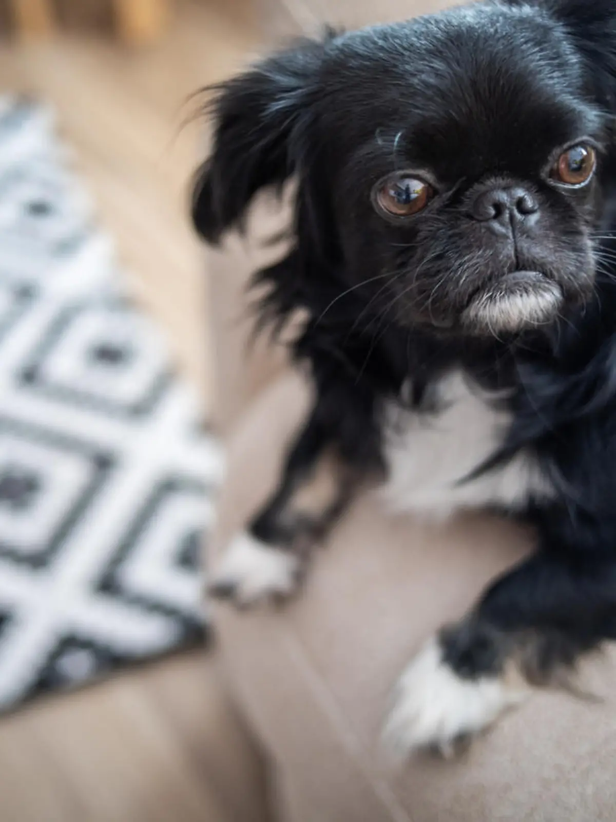 A black Pekingese is lying on a bed in the living room in the morning