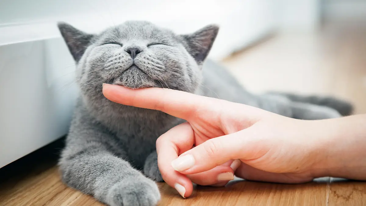 Graue Katze wird von Frauchen gestreichelt