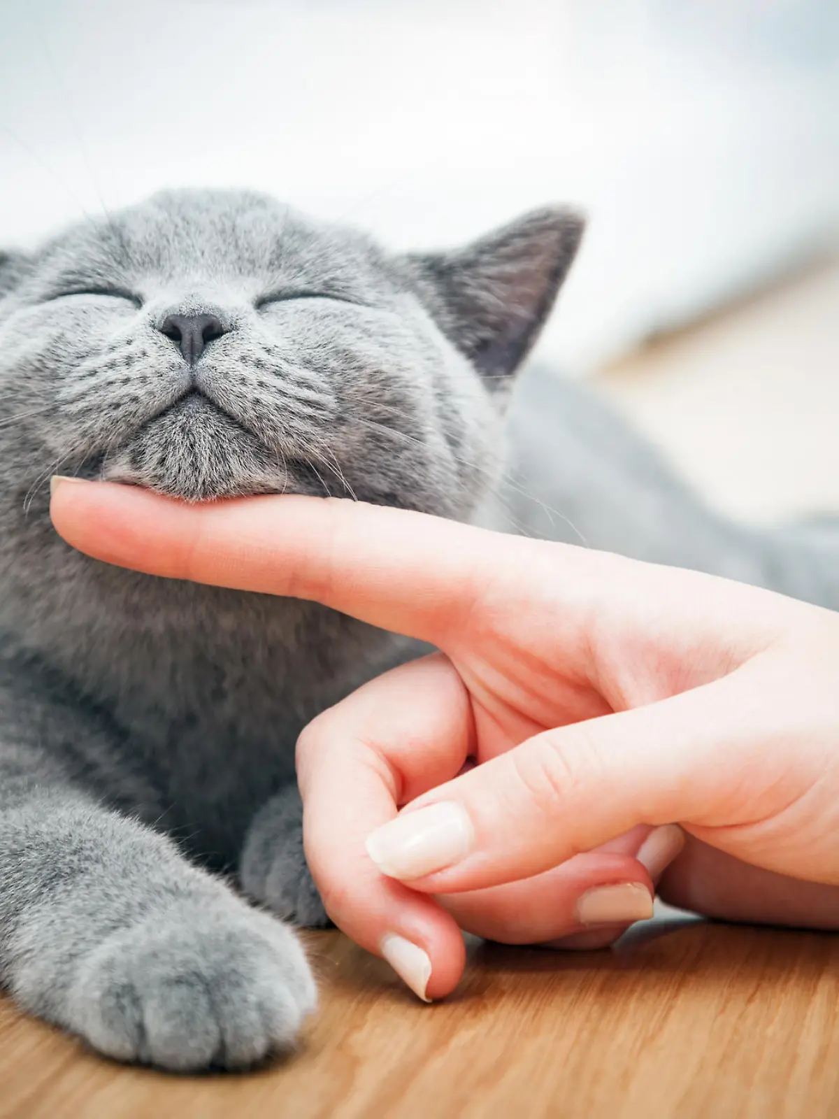 Graue Katze wird von Frauchen gestreichelt