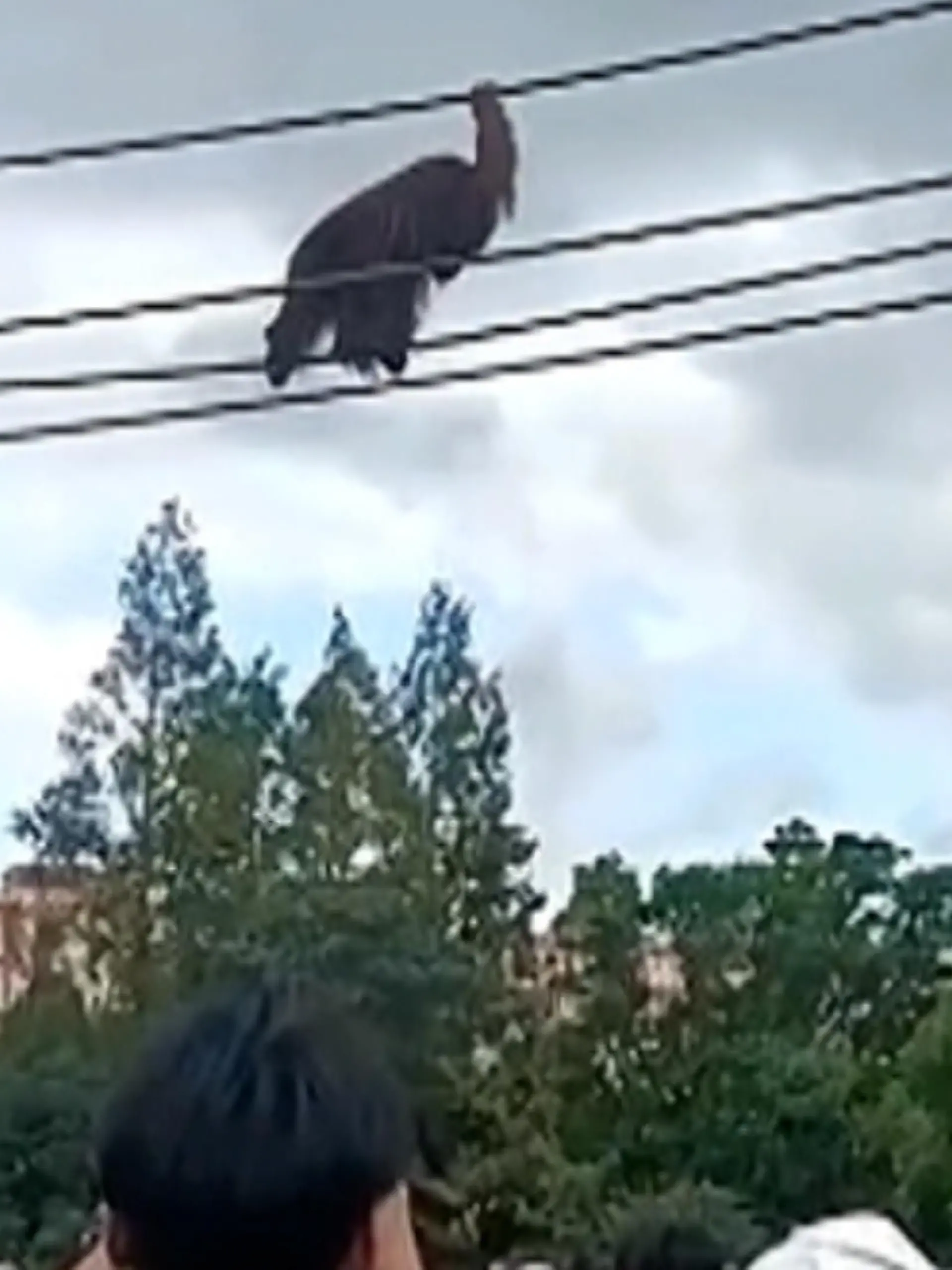 Ohne Sicherhung auf einem Drahtseil über den Köpfen der Zuschauer: In einem Wildtierpark in China klettert ein Orang-Utan eine Seilbahn entlang. Viele der Zuschauer befürchten, er sei ausgebrochen und tritt nun die Flucht an. Ob die Annahme richtig ist?