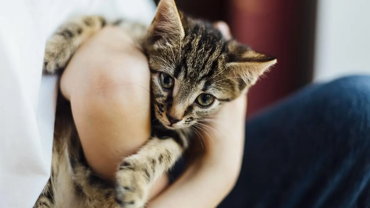 Eight week old tortoiseshell kitten being cuddled by a boy model released Symbolfoto property released PUBLICATIONxINxGERxSUIxAUTxHUNxONLY NMSF00021