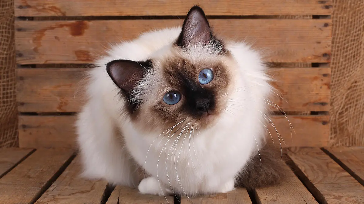 Birma-Katze mit weiß-braunem Fell und strahlend blauen Augen