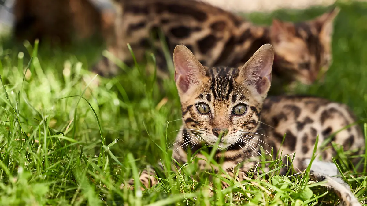 Junge Bengal-Katze erkundet den Garten