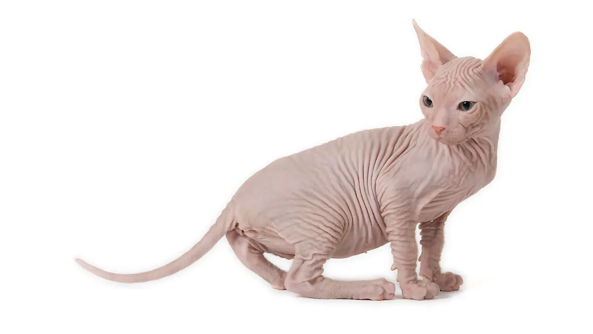 Junge Sphynx-Katze (Nacktkatze) vor weißem Hintergrund