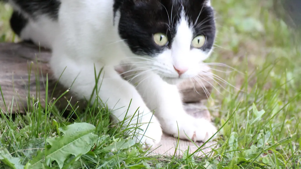 Lilly ist sehr gern draußen unterwegs - hier ein Foto aus 2014.