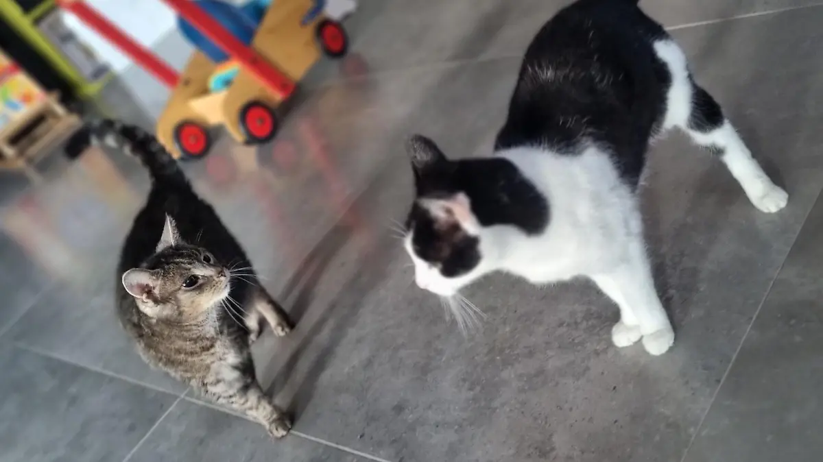 Lilly und Tigga sind Katzenschwestern. Die beiden sind jeweils 15 Jahre alt.