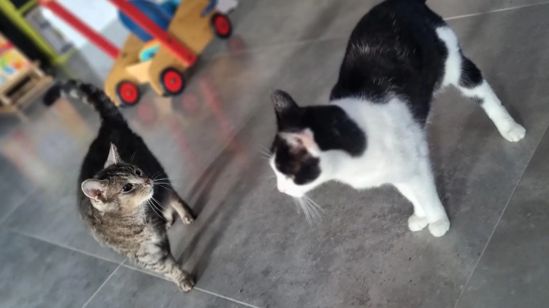 Lilly und Tigga sind Katzenschwestern. Die beiden sind jeweils 15 Jahre alt.