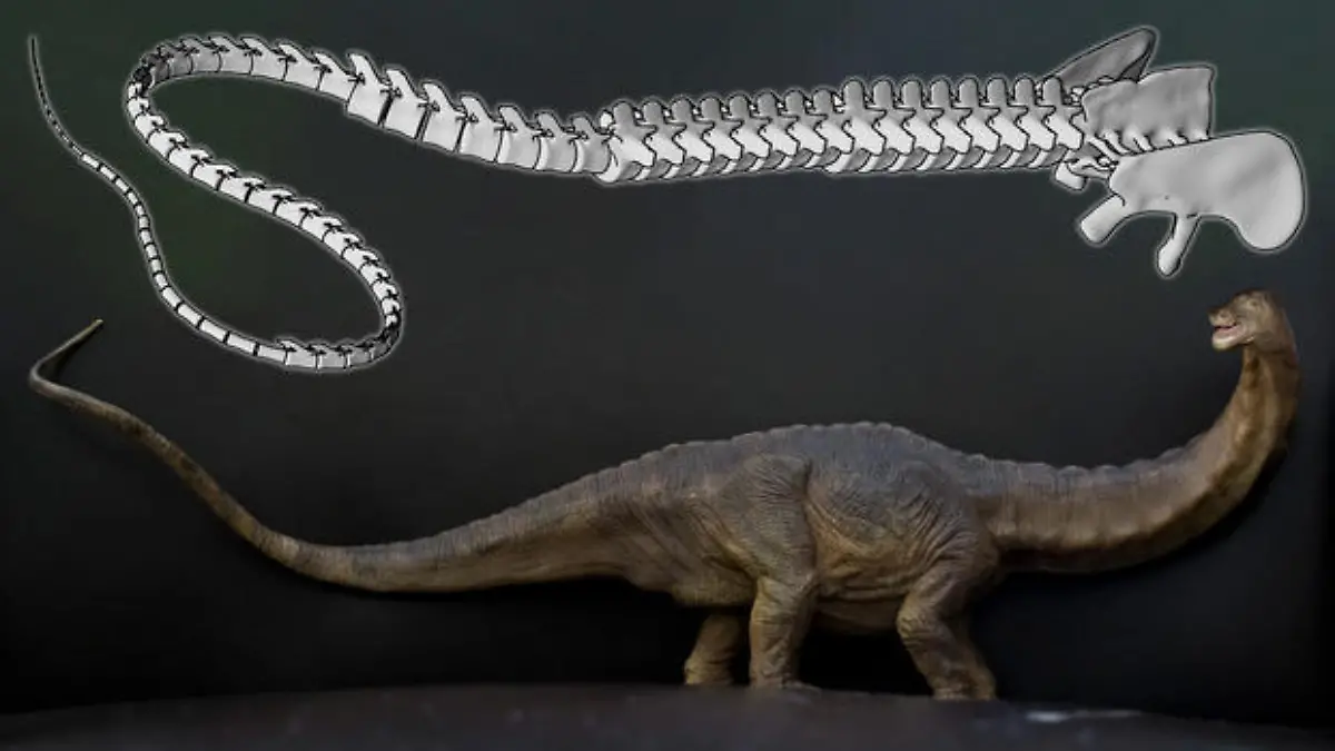 Das verwendete Computermodell des Dinosaurierschwanzes und ein Diplodocide.
