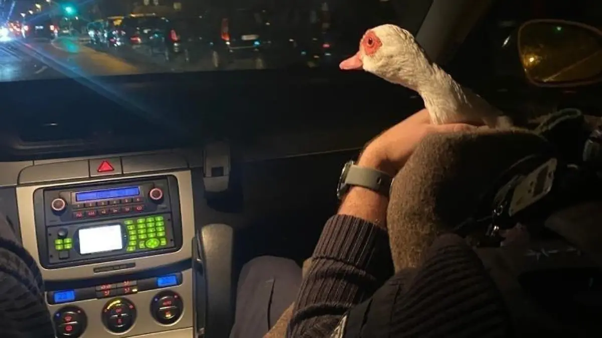 Sichtlich interessiert verfolgte die Ente die Fahrt mit dem Streifenwagen, die an einigen Restaurants vorbeiführte.