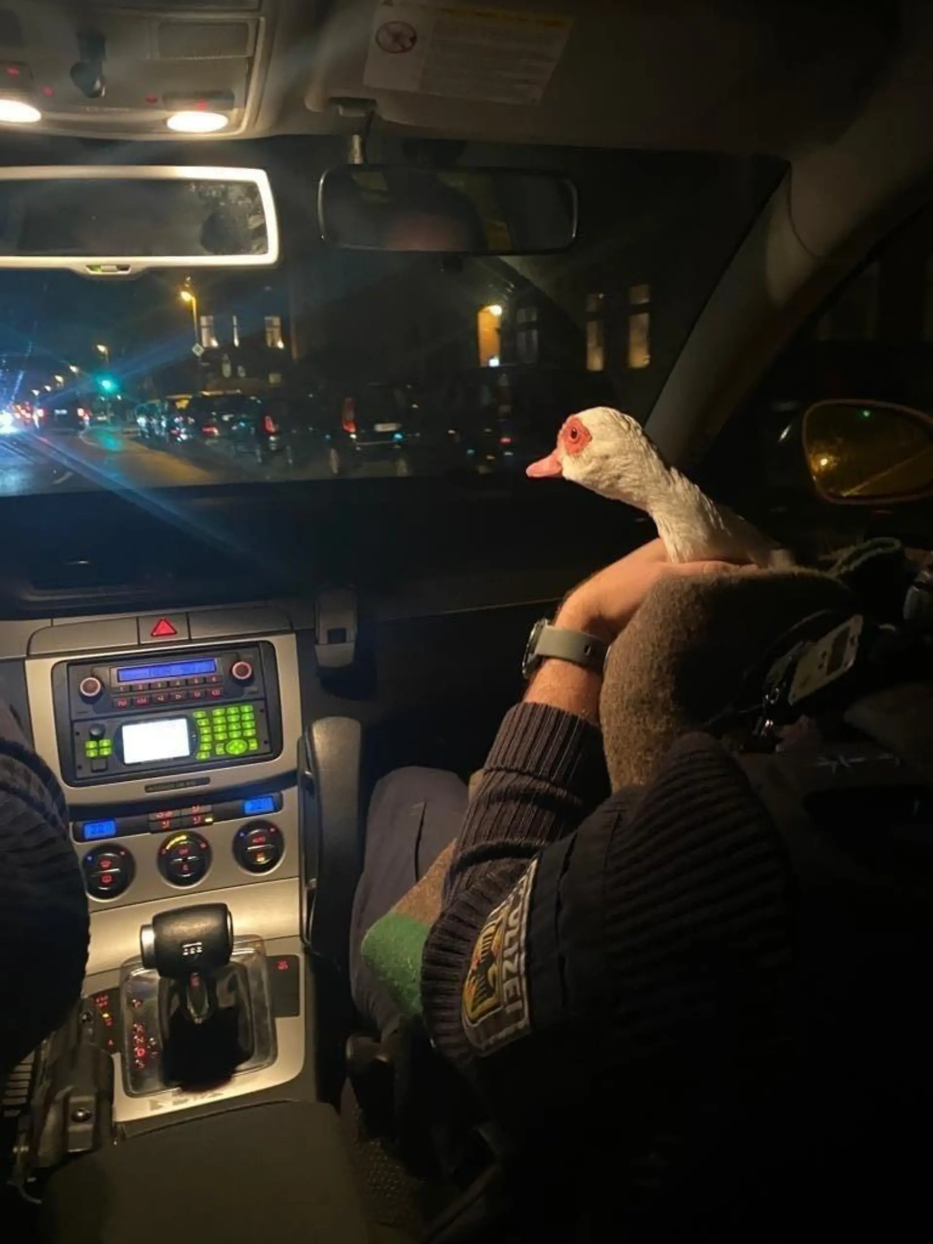 Sichtlich interessiert verfolgte die Ente die Fahrt mit dem Streifenwagen, die an einigen Restaurants vorbeiführte.
