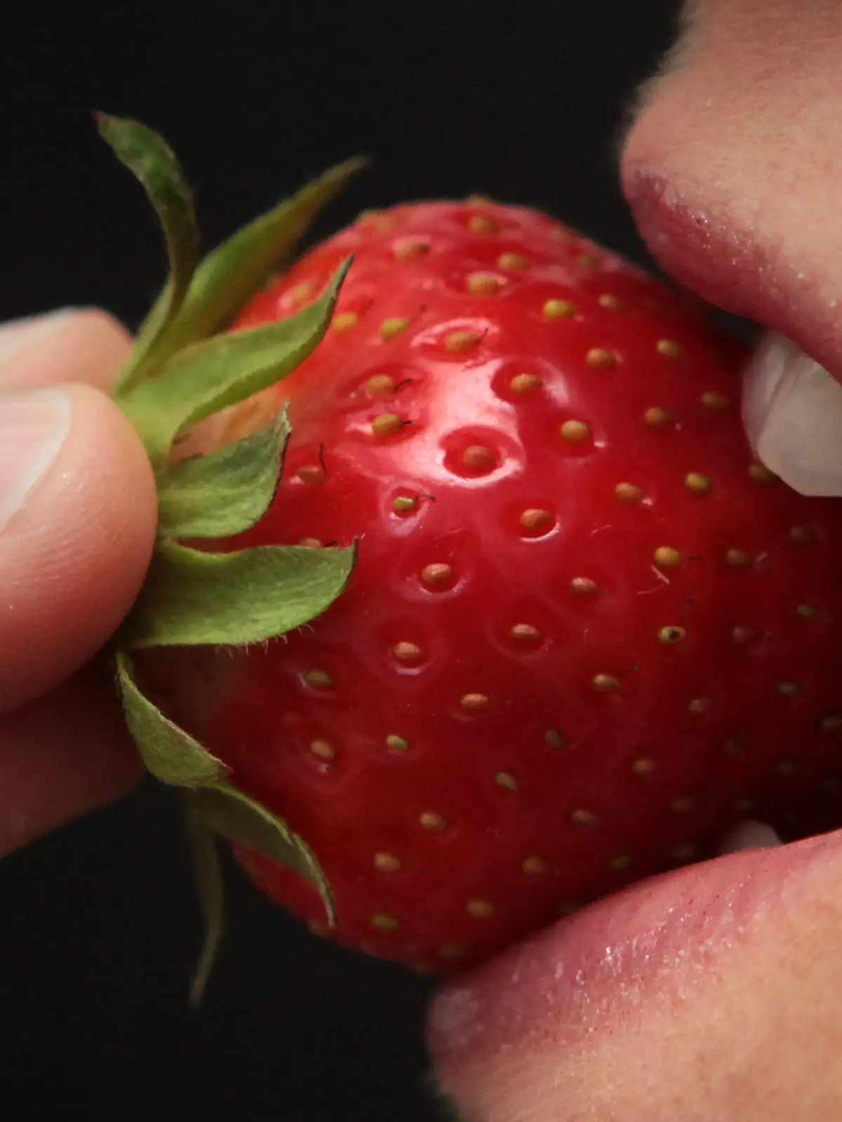 Eine Frau beisst am Mittwoch (19.05.2010) in Mainz in eine Erdbeere. Für die Liebhaber heimischer Erdbeeren sieht es derzeit schlecht aus. Wegen des kalten und nassen Frühsommers hat sich die Ernte der roten Früchte in Rheinland-Pfalz bereits um rund zwei Wochen verzögert. Foto: Fredrik von Erichsen dpa/lrs (zu dpa-Korr.: "Erdbeerernte verzögert sich" vom 20.05.2010)  +++(c) dpa - Bildfunk+++
