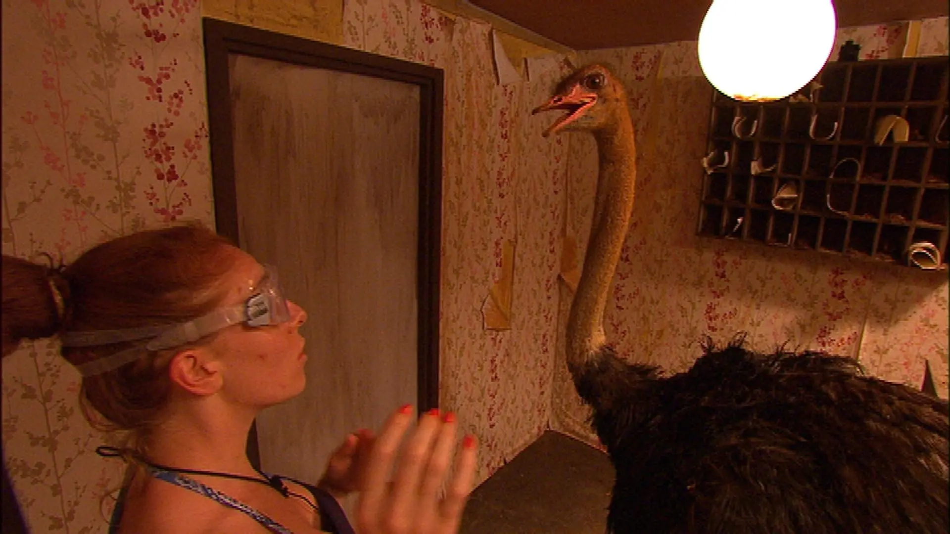 Tag 8 - Dschungelprüfung 8 "11 Sterne Hotel": Die Zuschauer konnten das letzte Mal entscheiden, wer zur Dschungelprüfung muss. Zum siebten Mal in Folge haben sie Georgina (22) auserkoren (WELTREKORD!). Die Bachelor-Kandidatin muss in ein "11 Sterene Hotel" mit fünf Zimmern in denen es viele Landestypische Gäste gibt: ein Strauß an der Rezeption, widerliche Würgeschlangen, ein schauderhaftes Krokodil, grässliche Spinnen und rohes Fleisch mit widerlichen Fliegen, abscheulichen Larven und abstoßenden Maden. # Foto: RTL / Stefan MenneVerwendung der Bilder für Online-Medien ausschließlich mit folgender Verlinkung: "Alle Infos zu "Ich bin ein Star - Holt mich hier raus!" im Special bei RTL.de: http://www.rtl.de/cms/sendungen/ich-bin-ein-star.htmlNUR ZUR EINMALIGEN VERÖFFENTLICHUNG ! KEINE WEITERGABE AN DRITTE ! KEINE VERWENDUNG NACH DEM 10.02.2013 !! KEINE ARCHIVIERUNG !Suchbegriff: Dschungelcamp