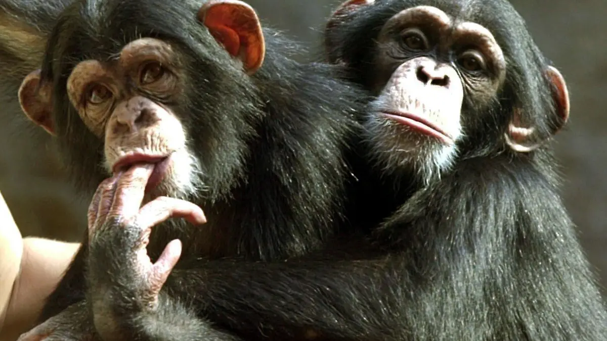 Mit großen Augen schauen sich die zwei Jahre alten Schimpansen Annett (l) und Alexandra am 10.8.2001 in der Affenanlage Pongoland im Zoo Leipzig um. Die beiden Jungtiere wurden von ihren Müttern nicht angenommen und sind deshalb mit der Flasche aufgezogen worden. Im Juni kamen sie aus Holland nach Leipzig und waren bislang in Quarantäne. Nun sollen sie in Leipzig neben einer 15-köpfigen Schimpansengruppe den Kern der zukünftigen Waisenkindergruppe bilden.