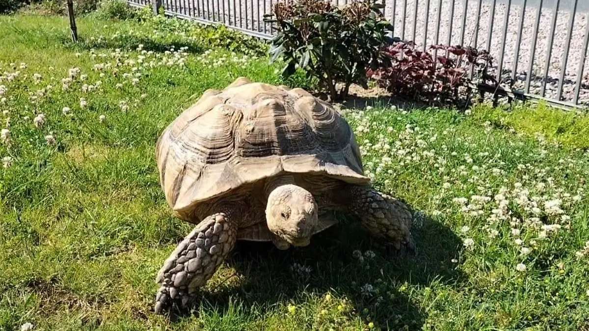 Die afrikanische Spornschildkröte ist die drittgrößte Landschildkrötenart der Erde und kann über 100 Jahre alt werden.