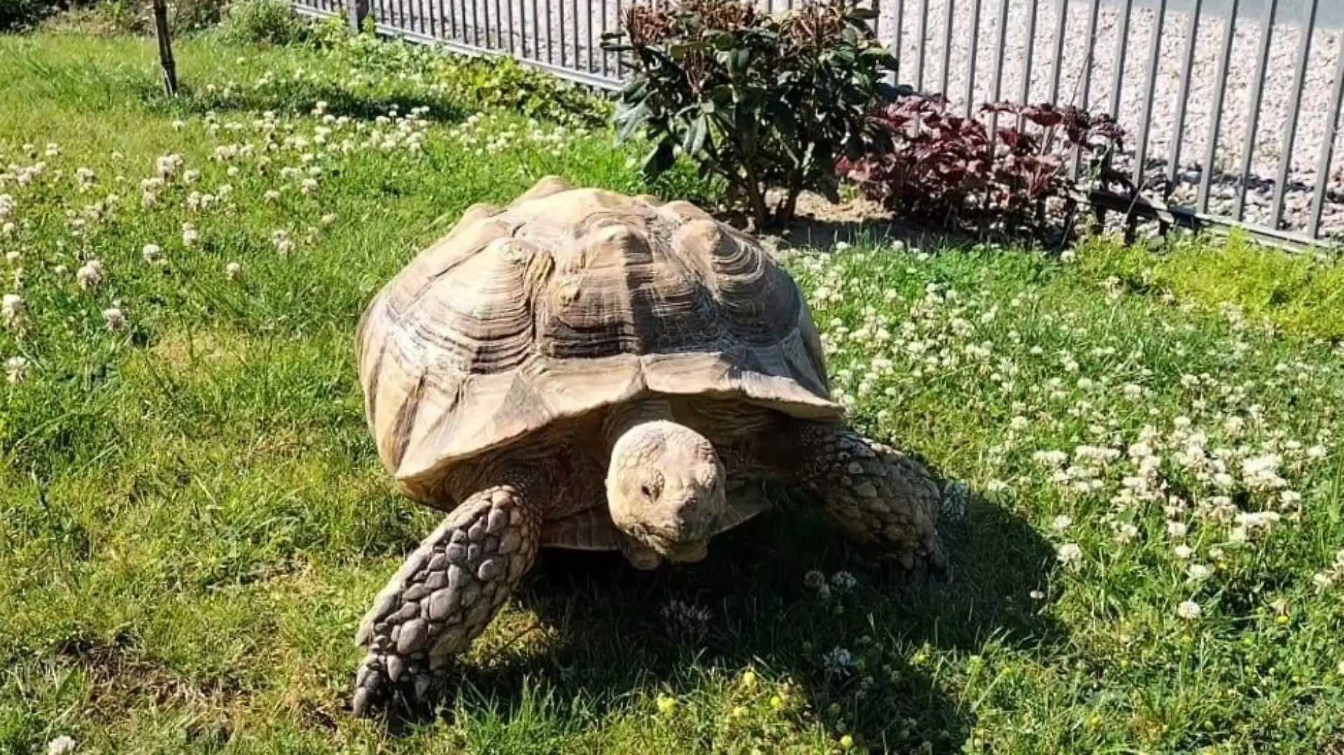 Die afrikanische Spornschildkröte ist die drittgrößte Landschildkrötenart der Erde und kann über 100 Jahre alt werden.