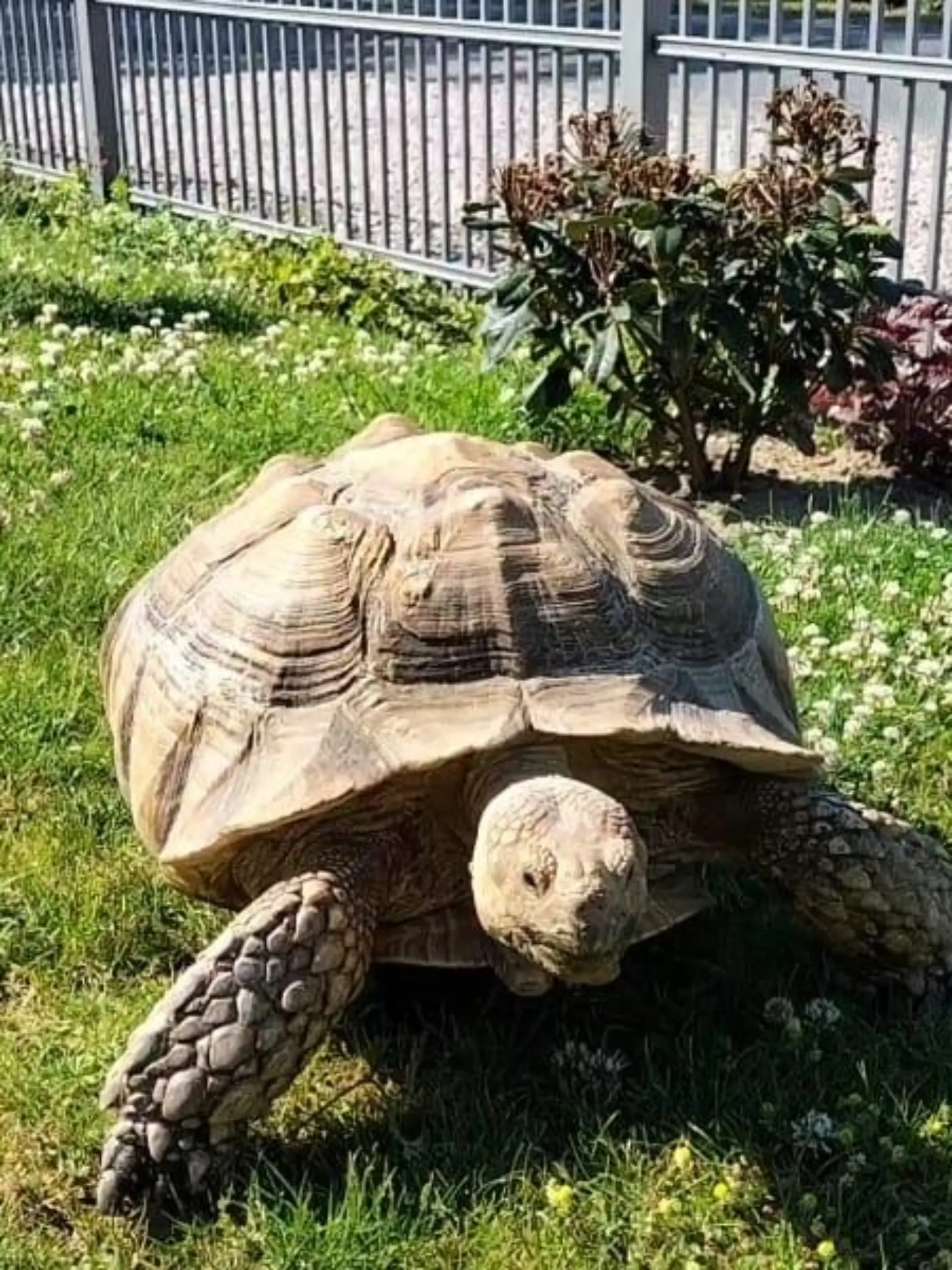 Die afrikanische Spornschildkröte ist die drittgrößte Landschildkrötenart der Erde und kann über 100 Jahre alt werden.