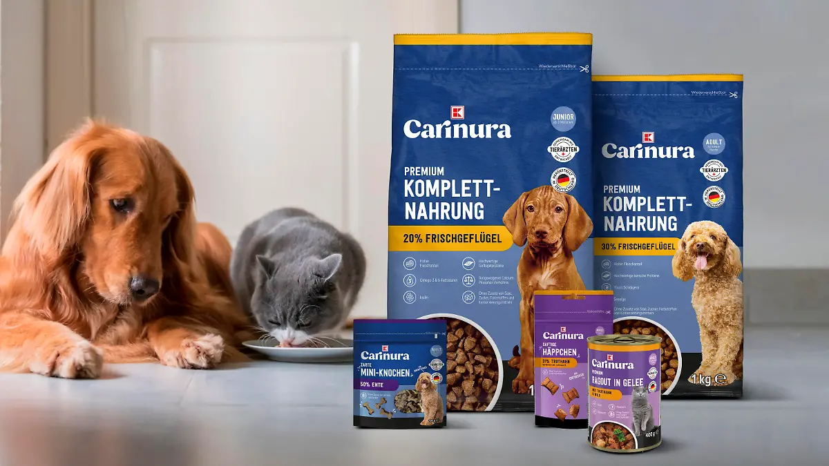 Golden Retriever eats with British Shorthair