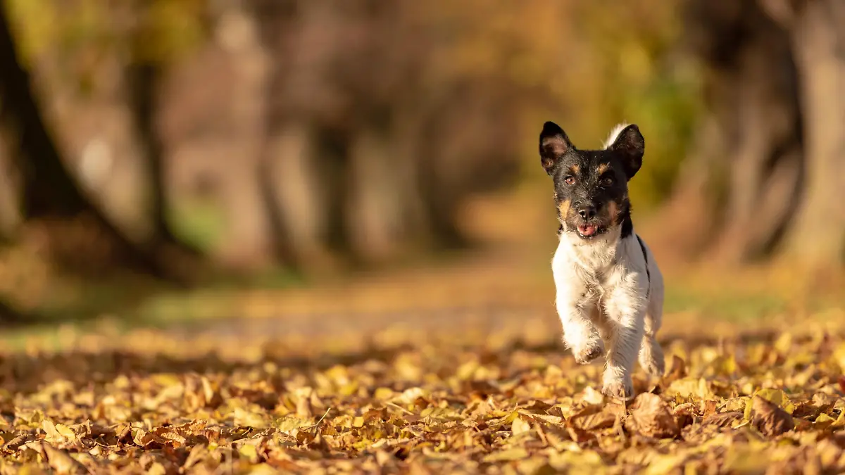 Jack Russell Terrier hound. Young cute dog is running fast through a tree avenue in the woods