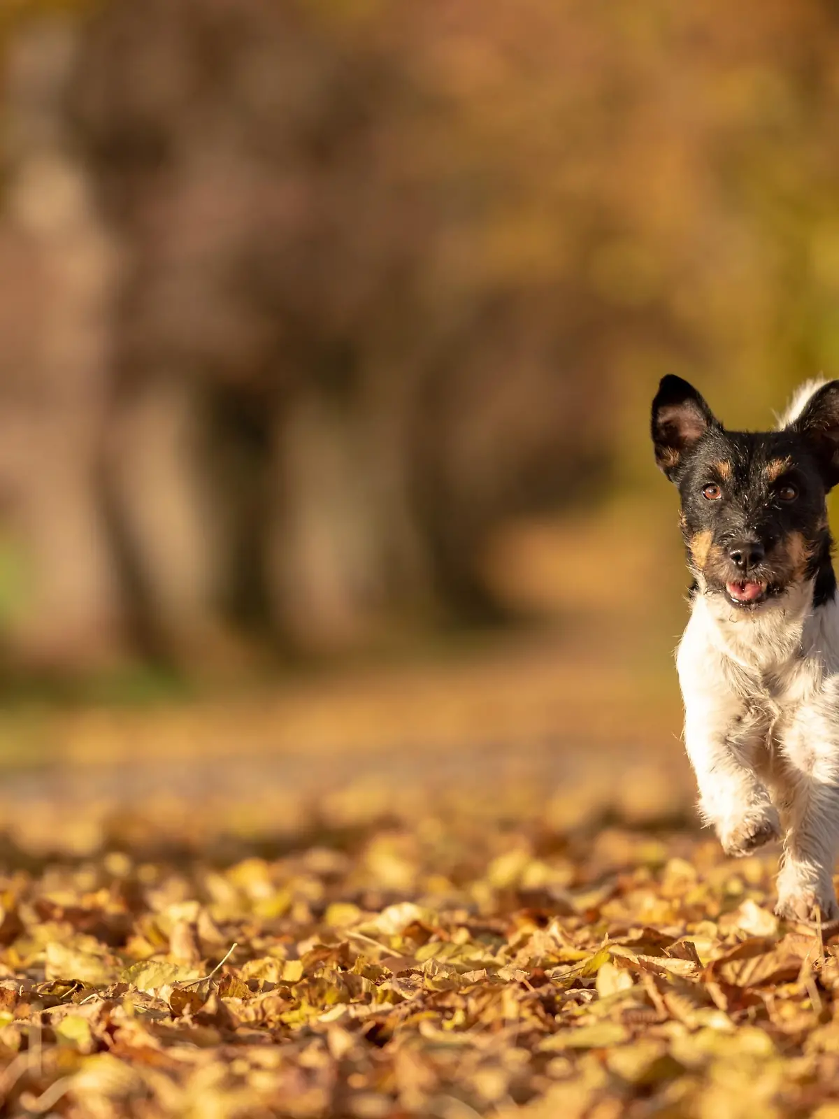 Jack Russell Terrier hound. Young cute dog is running fast through a tree avenue in the woods
