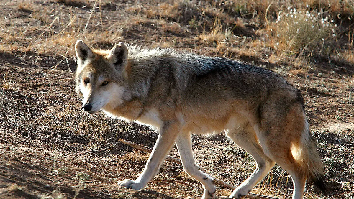 FILE - A 7-year-old Mexican grey wolf walks in an enclosure at Wildlife West Nature Park in Edgewood, N.M., on Nov., 17, 2002. A coalition of groups argue in a petition submitted Thursday, Dec. 8, 2022, to U.S. Interior Secretary Deb Haaland and the U.S. Fish and Wildlife Service that small statured Mexican gray wolves are often mistaken for coyotes and that protecting coyotes would in turn cutdown on wolf deaths. (Randy Siner/Albuquerque Journal via AP, File)
